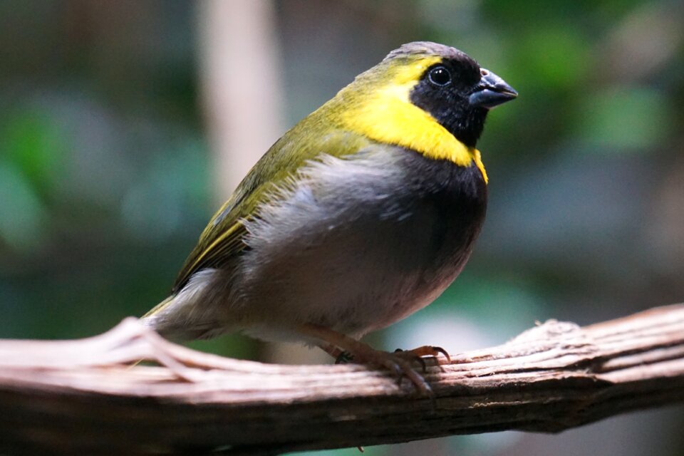 Bird animal songbird