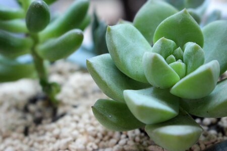 The fleshy plant small fresh