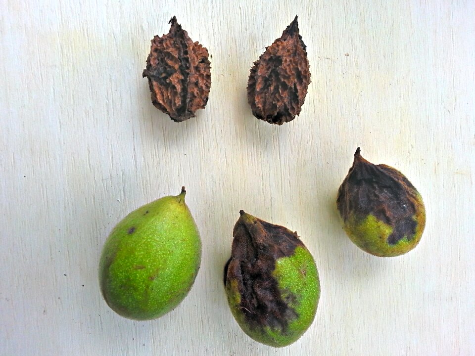 Gray walnut nuts with and without husk