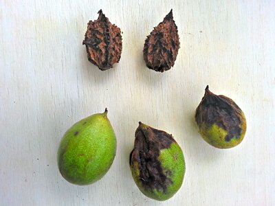 Gray walnut nuts with and without husk