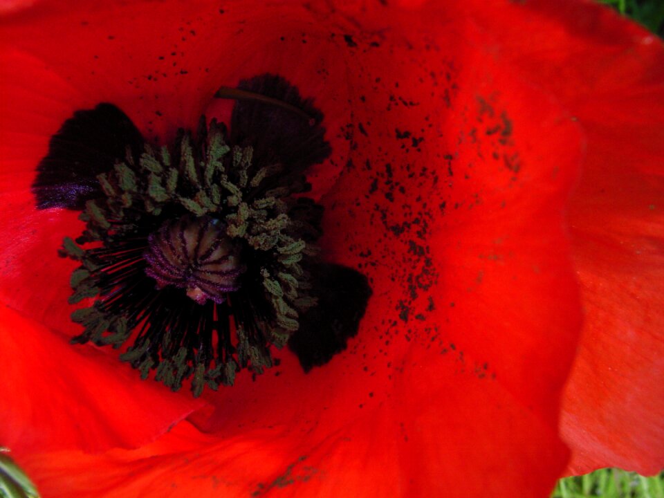 Poppy flower red