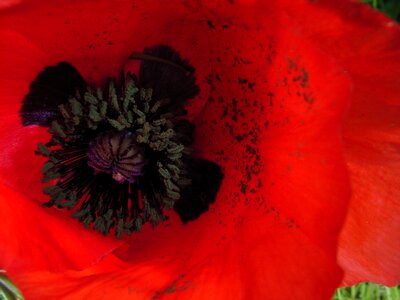 Poppy flower red