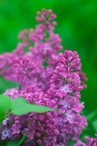 Nature plant closeup