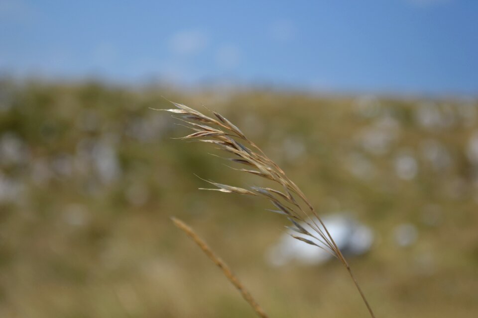 Plant meadow field