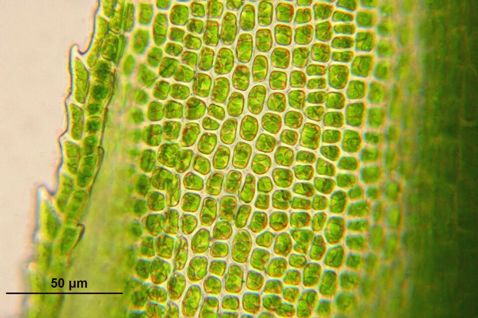 Miscroscopy plant flora