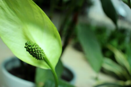 Potted plants plant small fresh