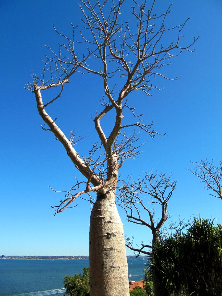 Australia botanic garden