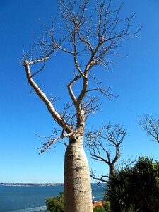 Australia botanic garden