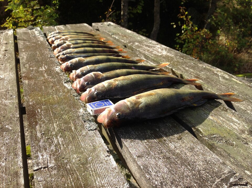 Perch fish smoking
