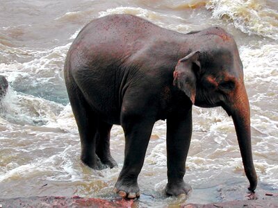 Sri lanka elephant pinawella