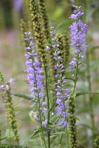Panicle flower nature