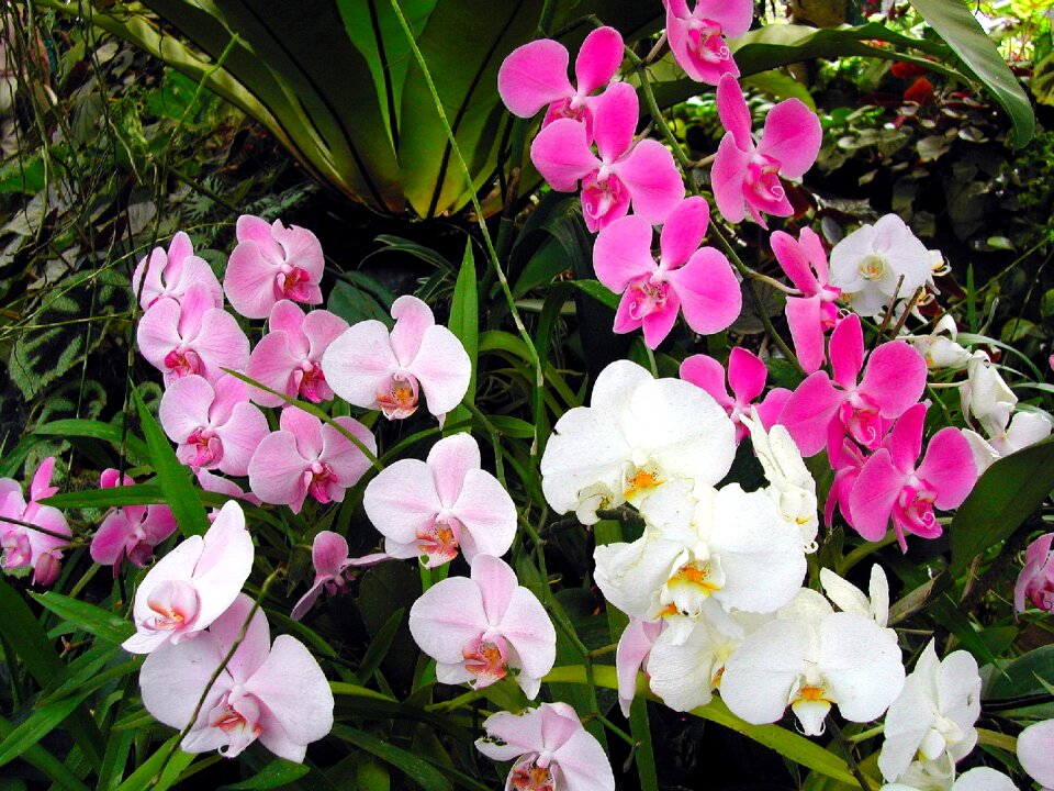 Orchid greenhouse flowers