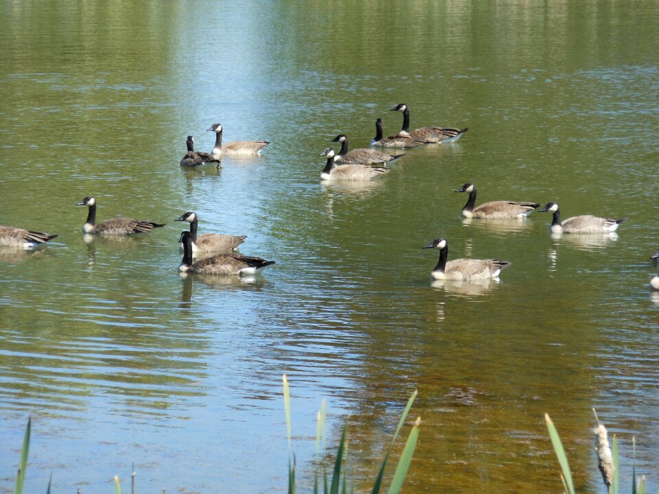 Nature goose wild goose