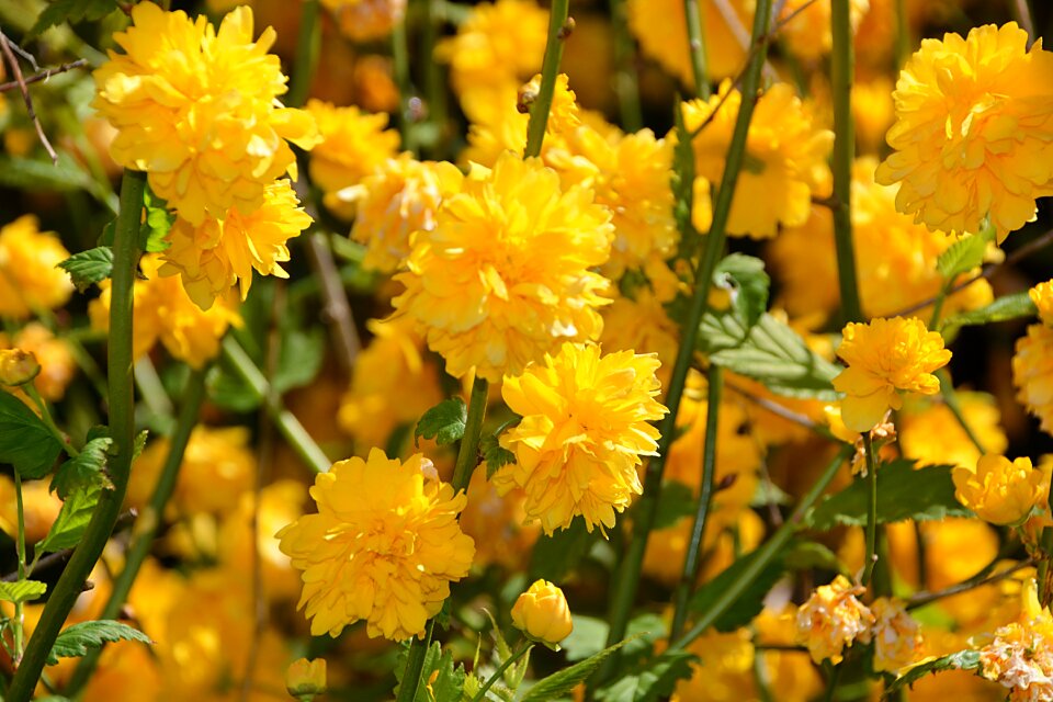 Shrubs nature plant