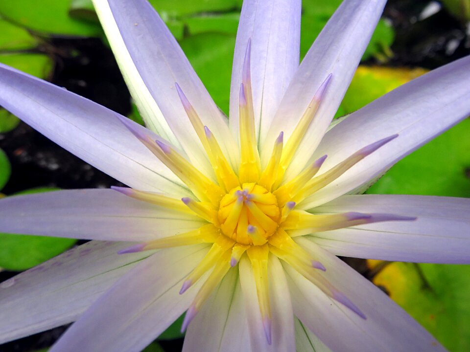 Aquatic plant purple yellow