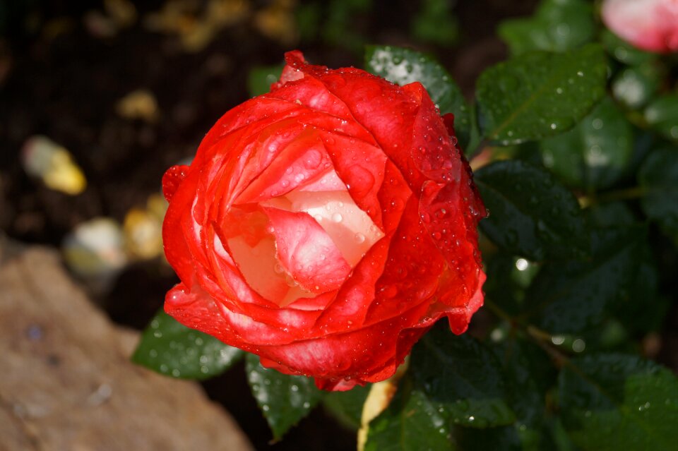 Romantic bloom plant