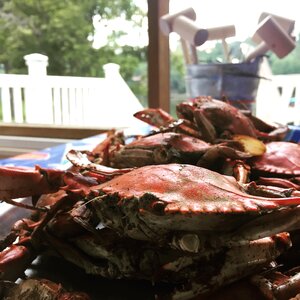 Food marine nature