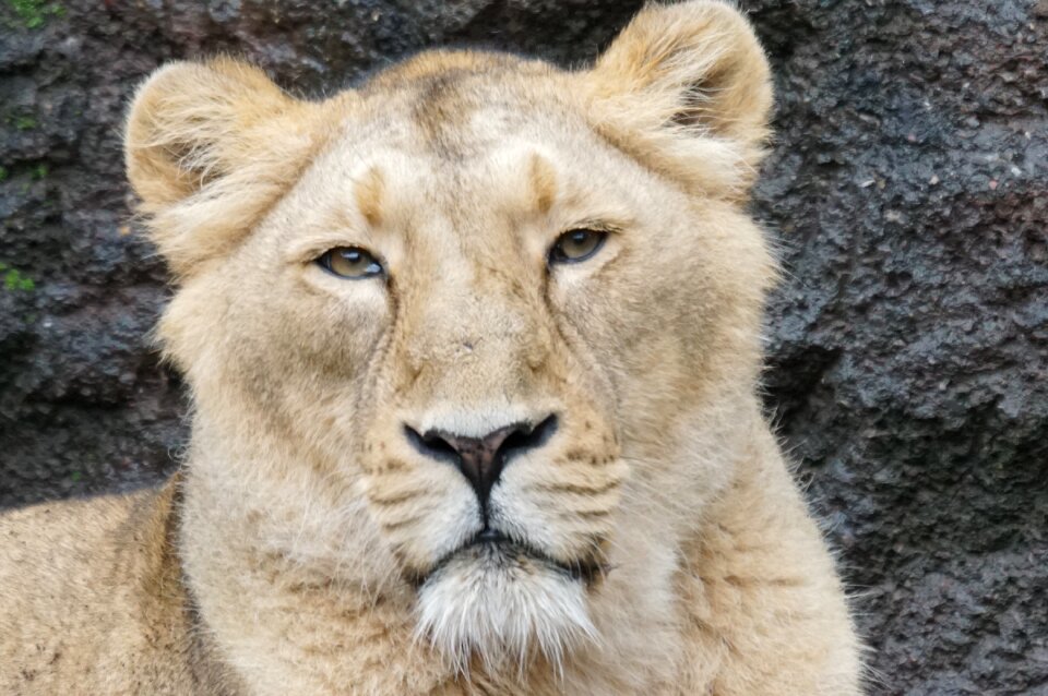 Relaxed predator zoo