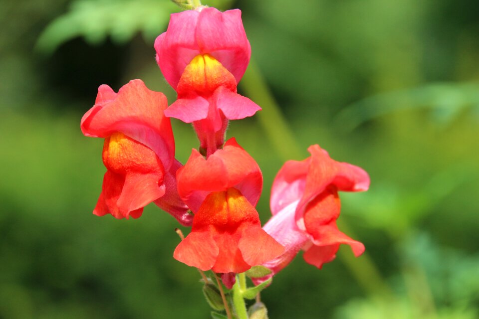 Flowers close up garden