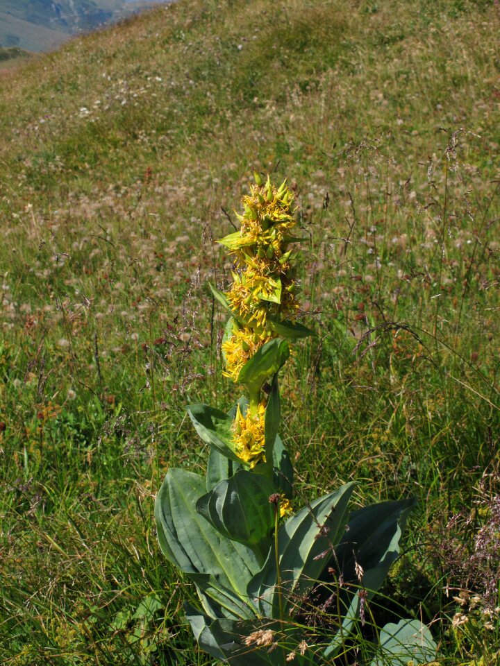 Gentiana lutea plant flower photo