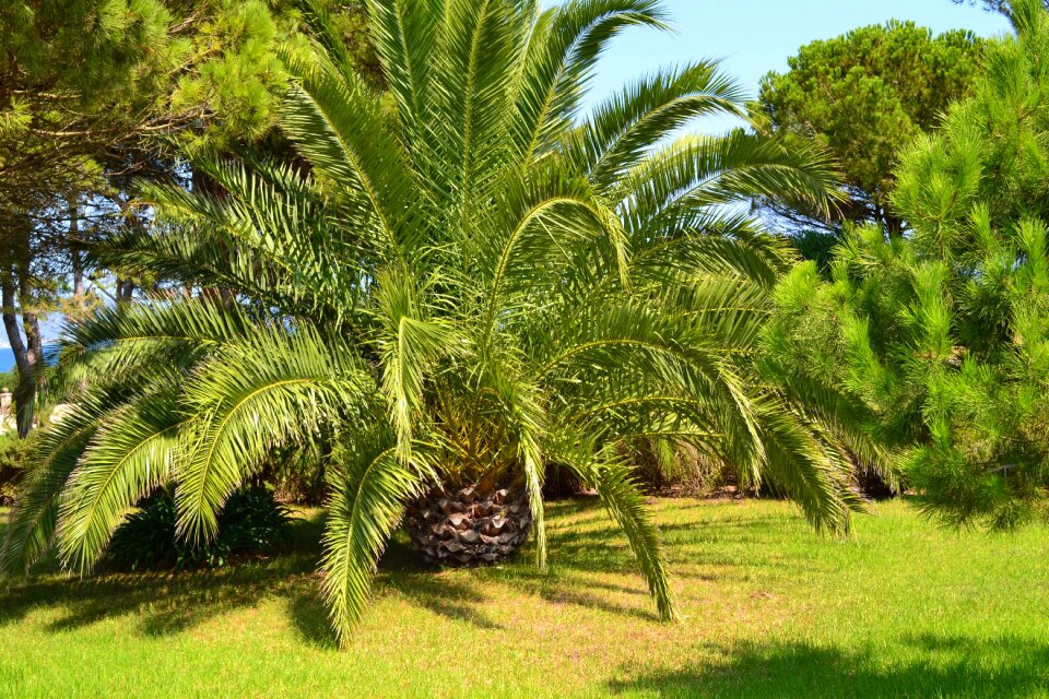 Palm canarian palm spain