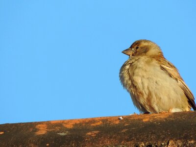 Sparrow tropical bird blue