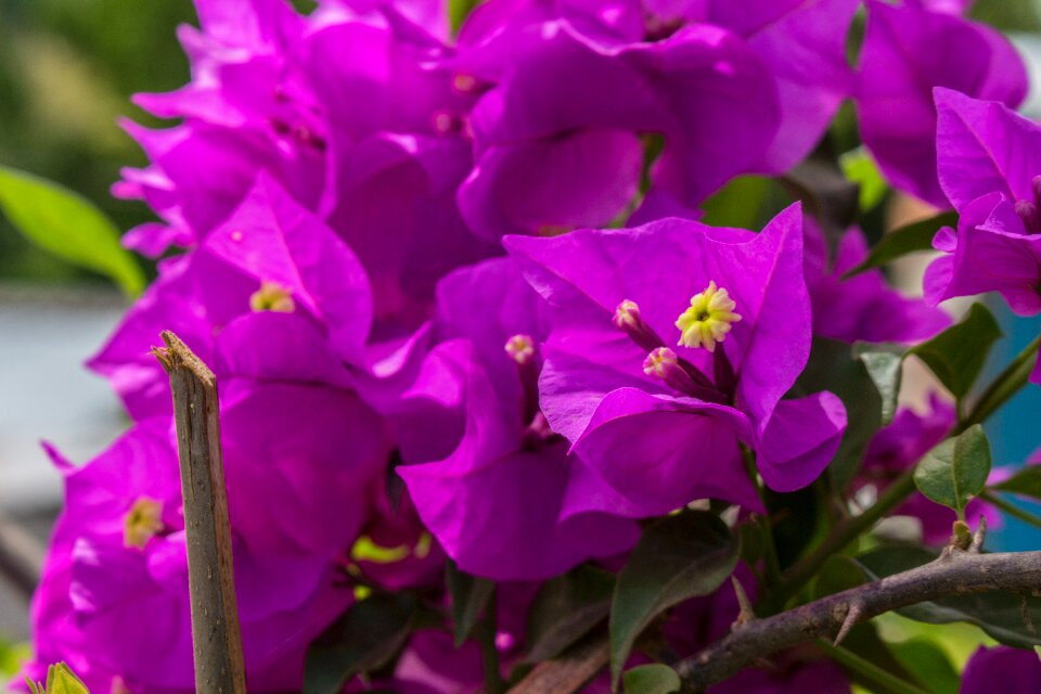 Plant garden colorful