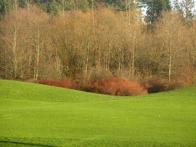 Golfing green trees
