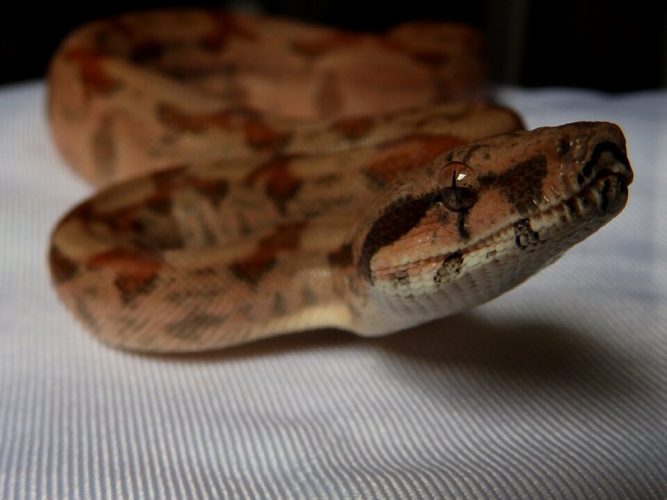 Snake boa constrictor imperator terrarium
