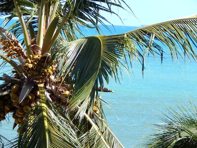 Coconut tree mar summer photo