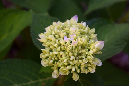 Green bloom photo