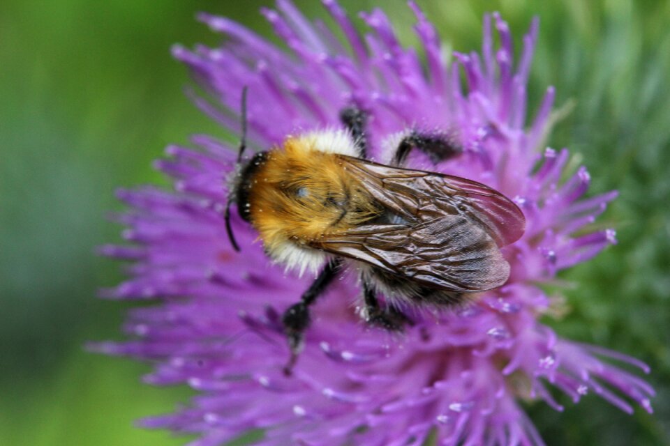 Field meadow forest