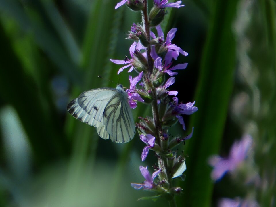 Butterfly nature summer photo