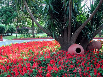 Traffic circle sage red flowers