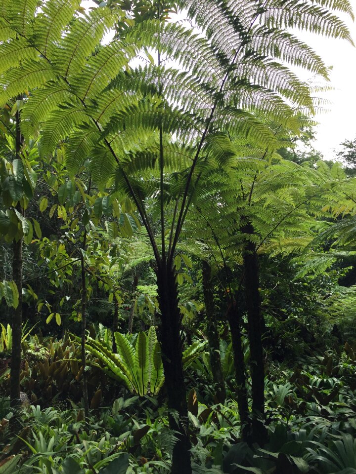 Rainforest lush