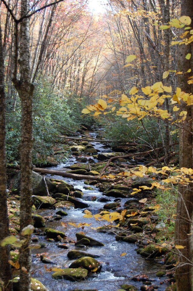 Water nature river