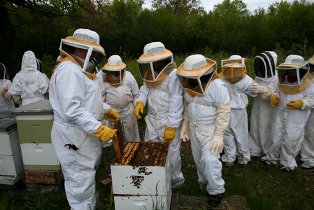 Honeycomb beehive photo
