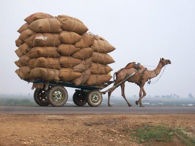Transport transportation animal
