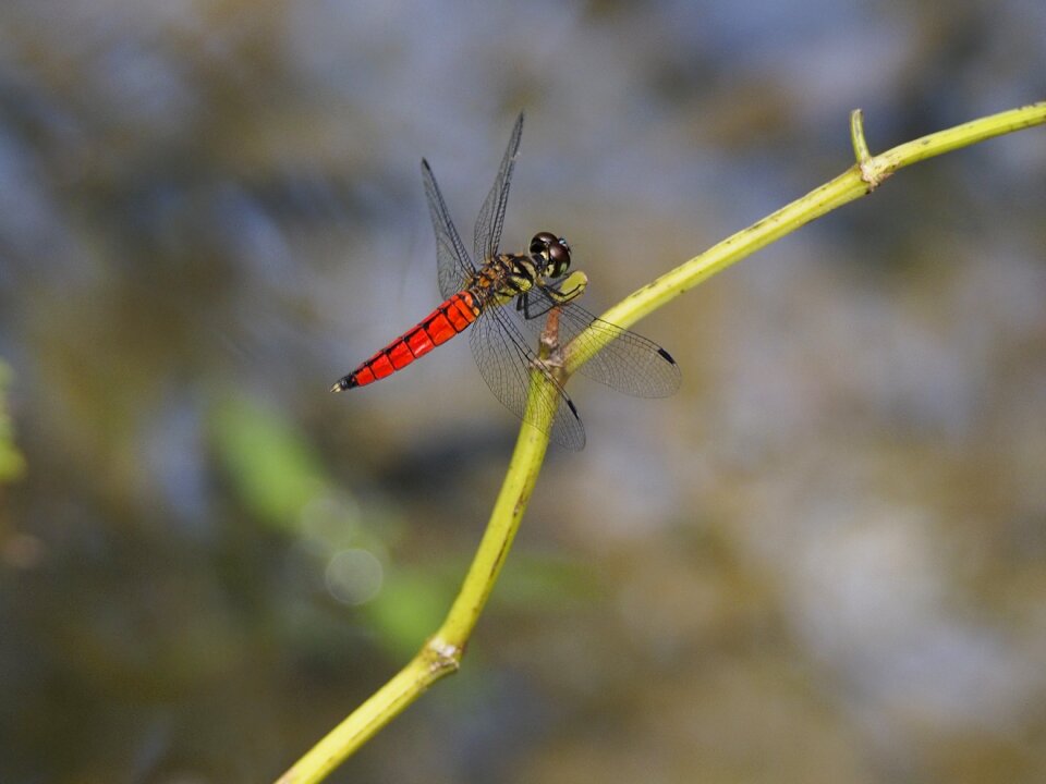 Dragonfly red-bellied rest