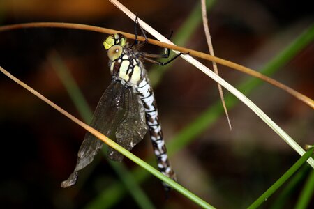 Dragon-fly pollution deformed wings