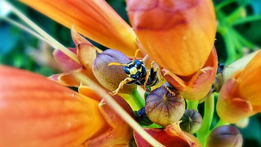Insect flower polistes