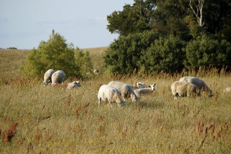 Meadow sweden coastal vegetation
