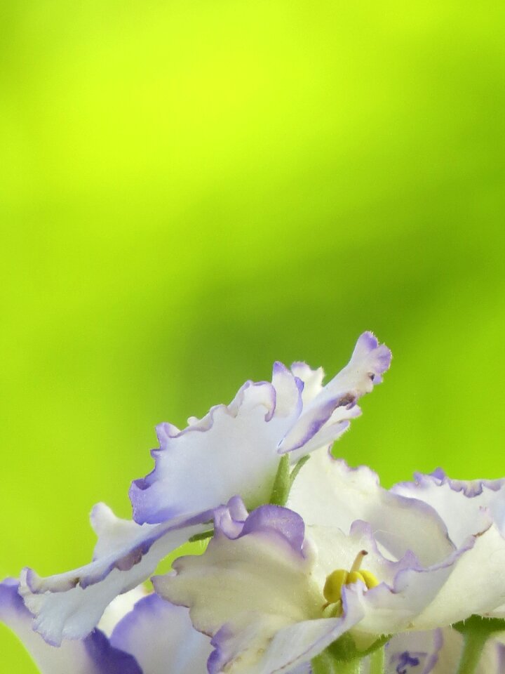 Garden nature purple flower
