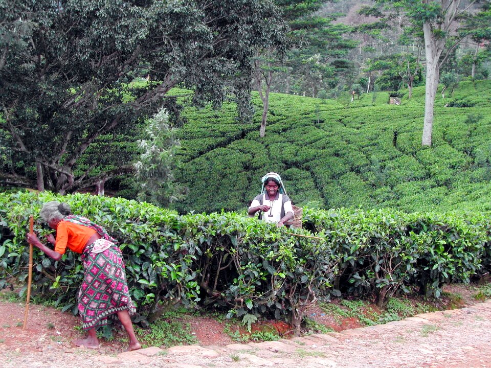 Tea plantation collection