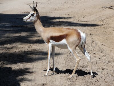 Gazelle africa savannah
