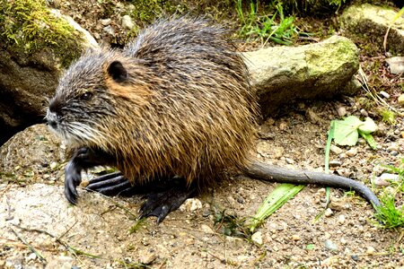Rodent wild animal water
