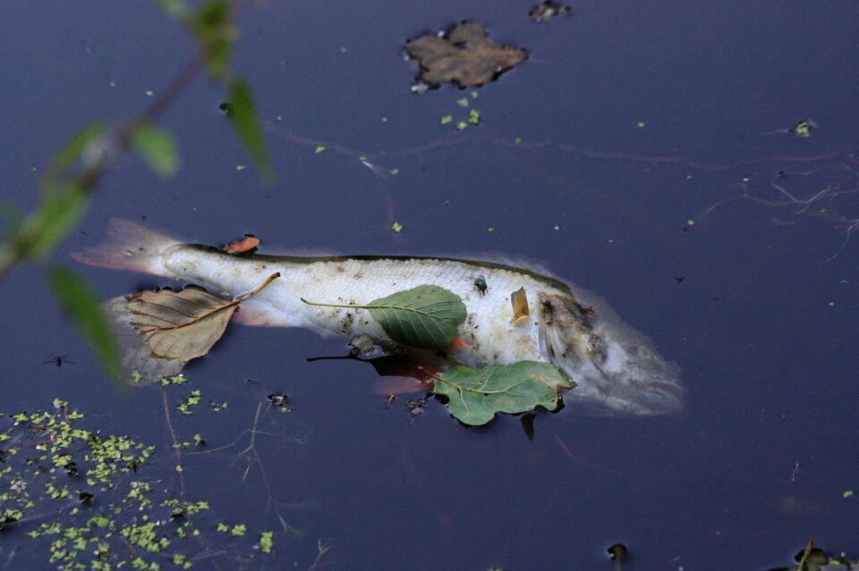 Przyducha ecology dead
