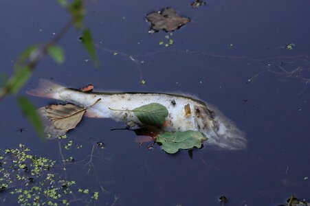 Przyducha ecology dead