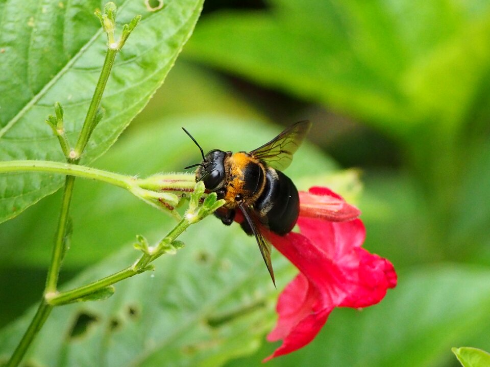 Bumblebee adopt honey park