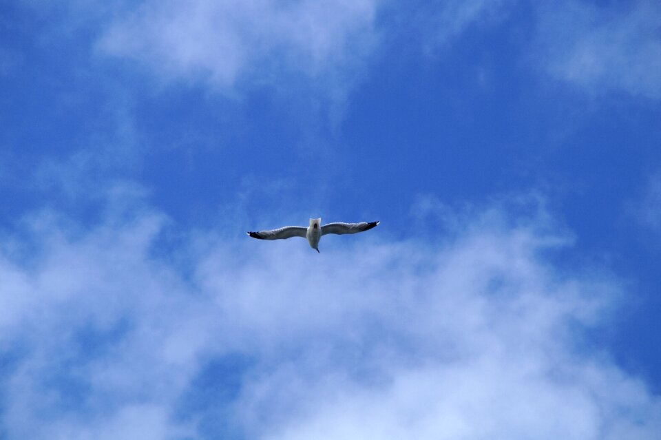 Blue bird water bird